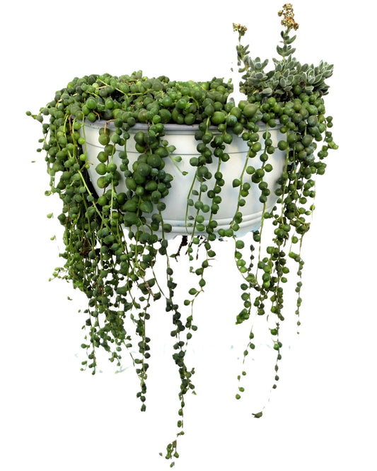 Senecio Rowleyanus Xl [m19] (planta Rosario, Collar De Perlas); Planta Suculenta Colgante; Curiosarium; Maceta 19 Cm_0