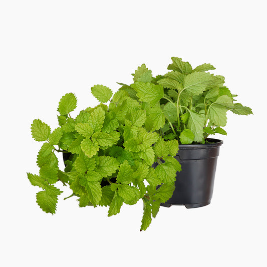 Maceta Melisa 10,5 Cm - Plantabo_0