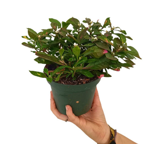 Alternanthera M13_0