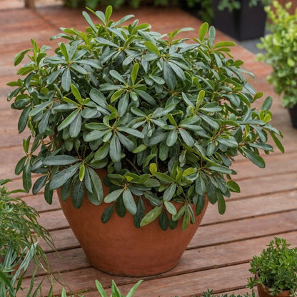 Pitósporo Rastrero - Pittosporum Tobira Nanum - Altura 30-40cm - ⌀19cm