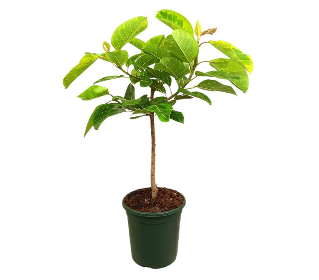 Ficus Altisimo Variegata M32 80-100cm_0