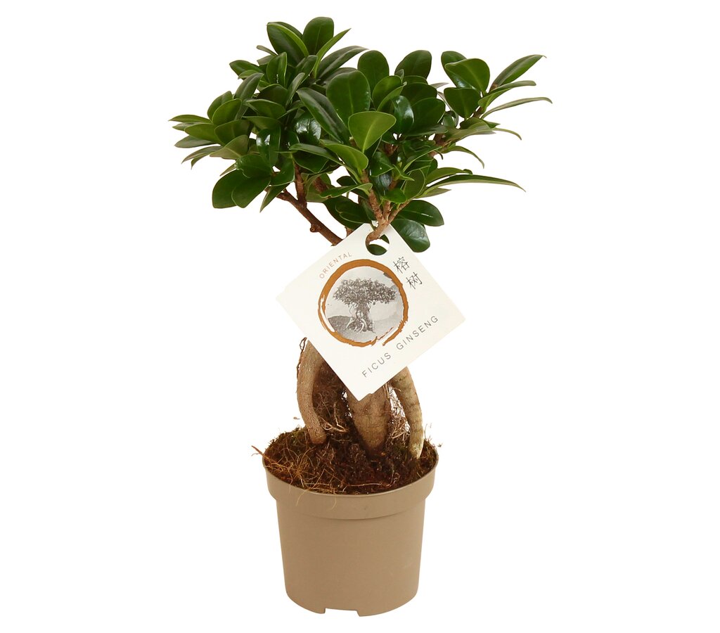 Bonsai Ficus Microcarpa Ginseng M9 30cm_0