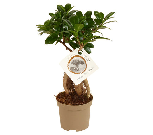Bonsai Ficus Microcarpa Ginseng M9 30cm
