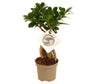 Bonsai Ficus Microcarpa Ginseng M9 30cm