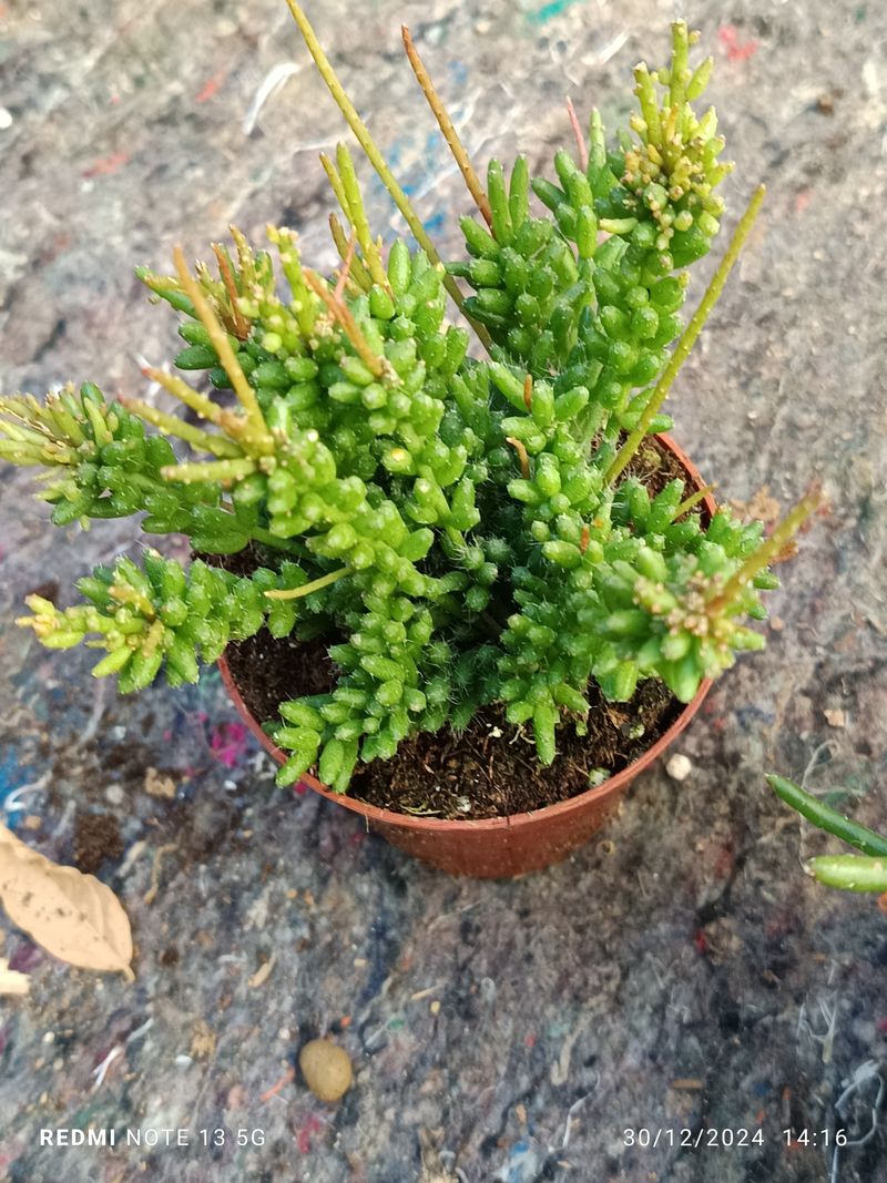 Rhipsalis Mesembranthoides Planta Suculenta Ø8 Cm