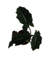 Alocasia chantrieri Planta de Interior Ø12 altura aprox 25 cm