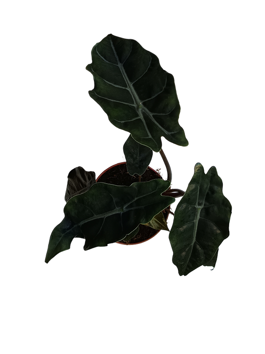 Alocasia chantrieri Planta de Interior Ø12 altura aprox 25 cm_0
