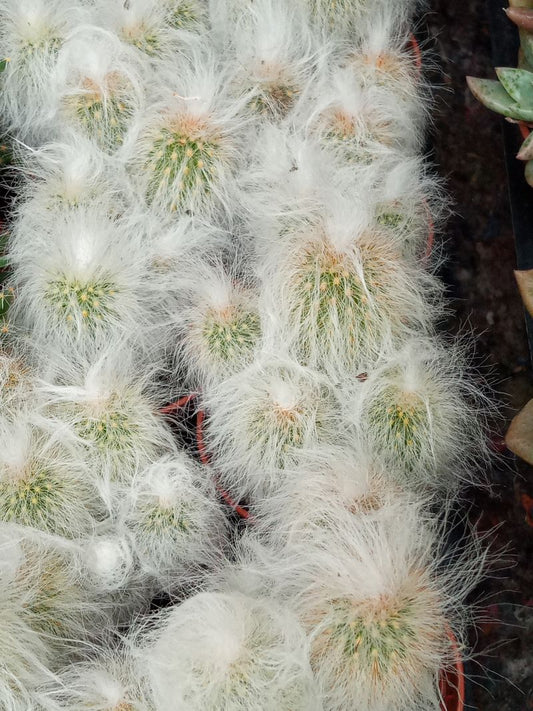 Planta Cactus Espostoa Lanata Ø5 Cm_0