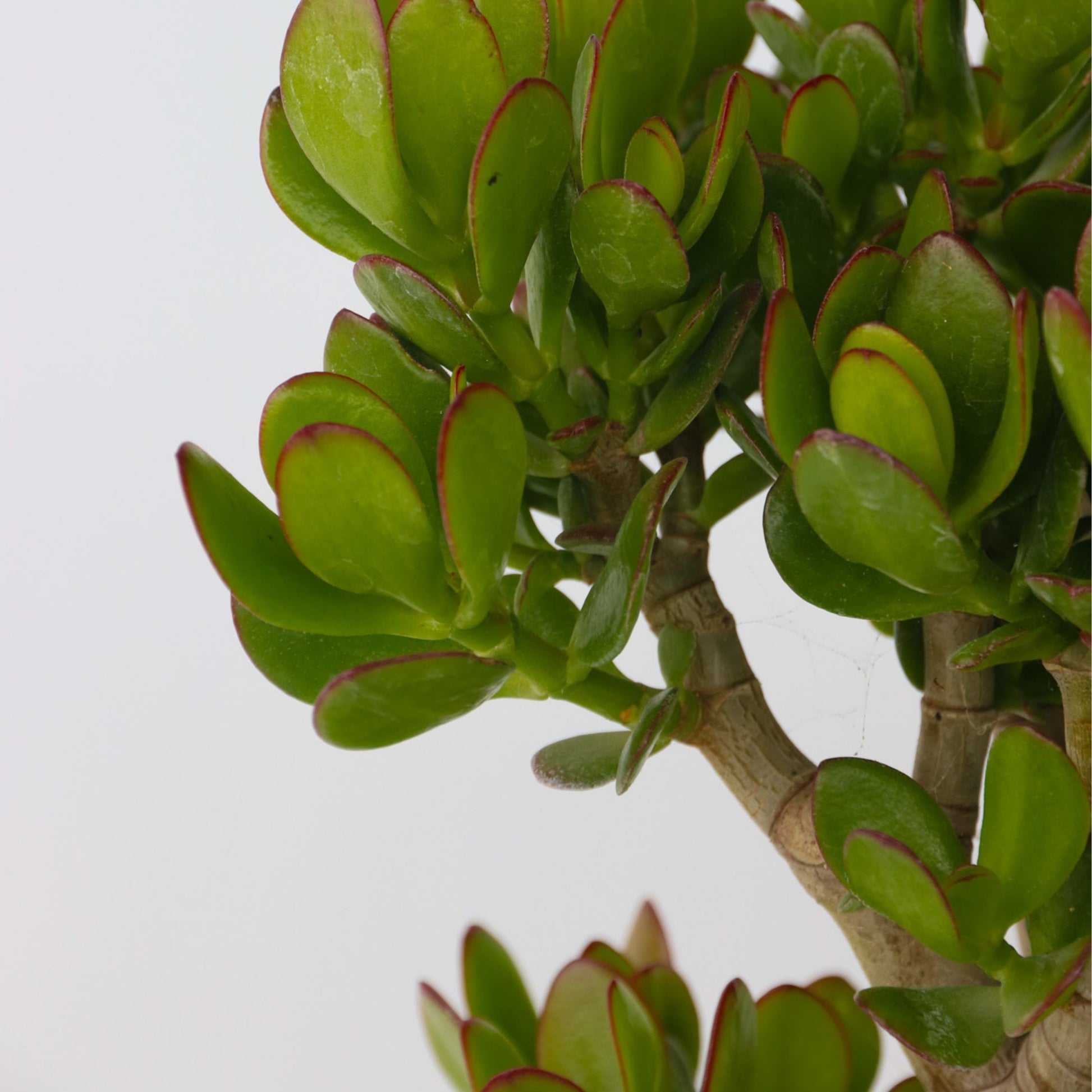 Árbol De Jade - Crassula Ovata 'minor' - Altura 60-65cm - ⌀30cm