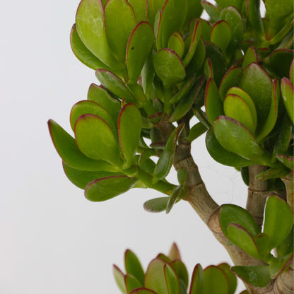 Árbol De Jade - Crassula Ovata 'minor' - Altura 60-65cm - ⌀30cm