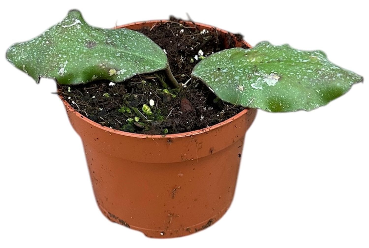 Hoya Waymaniae Planta Suculenta Colgante Flor De Cera Ø10