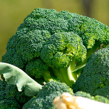 Plantón Brócoli 10 Unidades - Plantabo_1