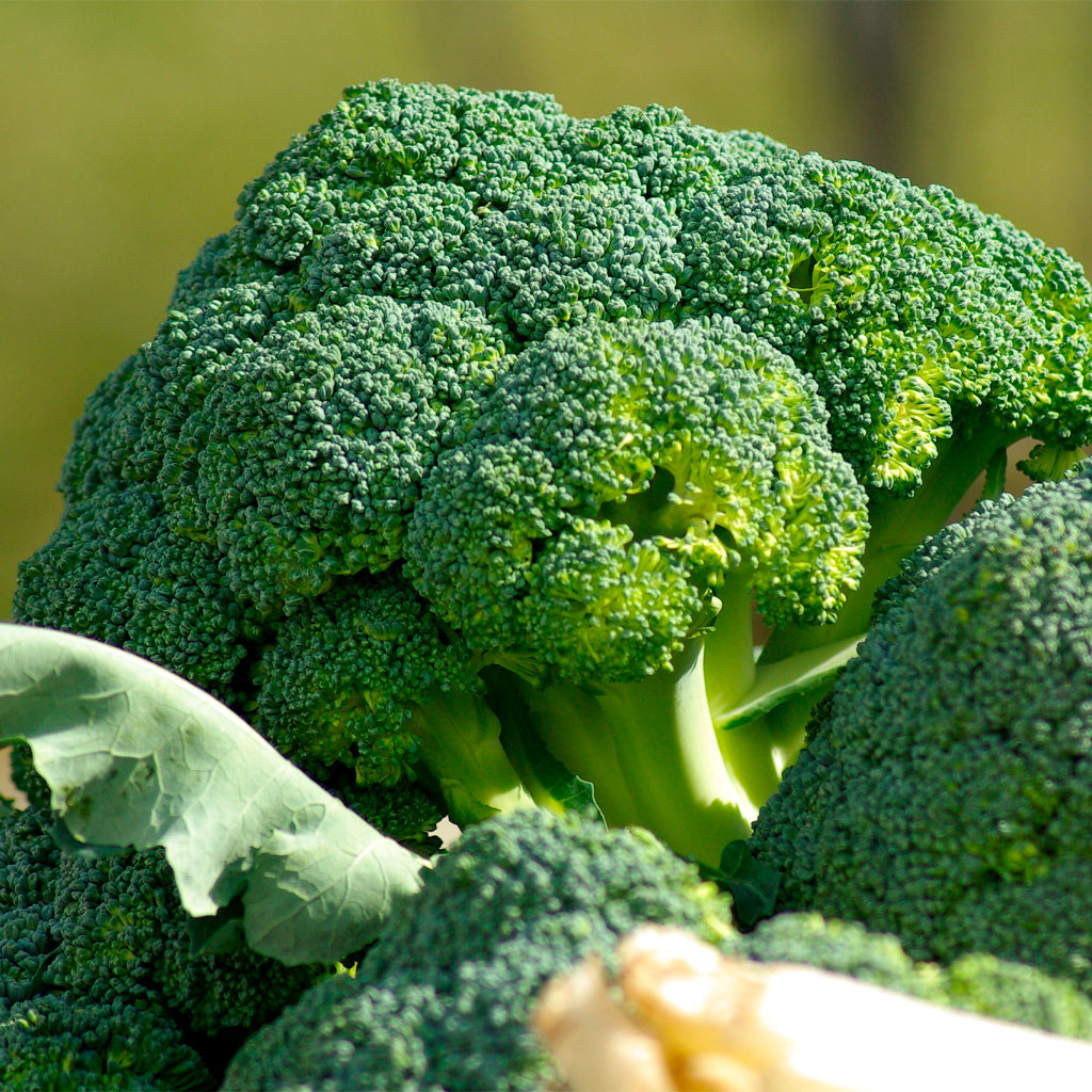 Plantón Brócoli - PlantaBo_1