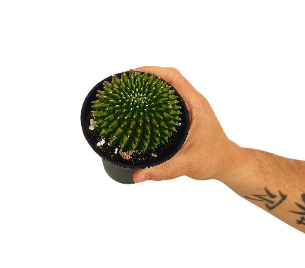 Gymnocalycium Spineless M10