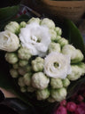 MINI Kalanchoe de Flor BLANCA planta suculenta Ø6