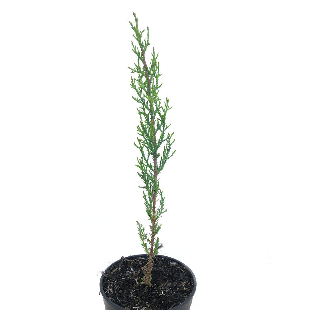 Cupresus Sempervirens 30-40cm M14 (cipres Comun)_0