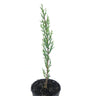 Cupresus Sempervirens 30-40cm M14 (cipres Comun)