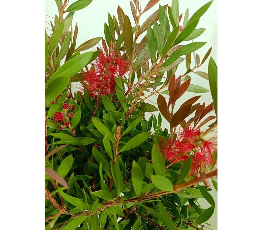 Callistemon Citrinus Copa M25 130-150cm_1