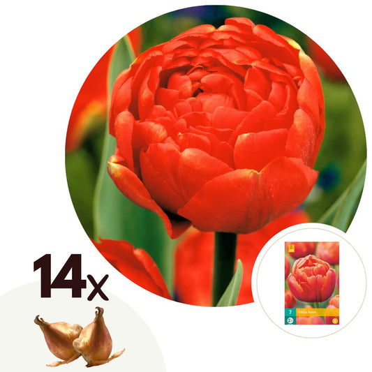 Bulbos De Tulipán - 14 Pzs - Tulipa 'icoon' - Bulbos De Flores - Naranja_0