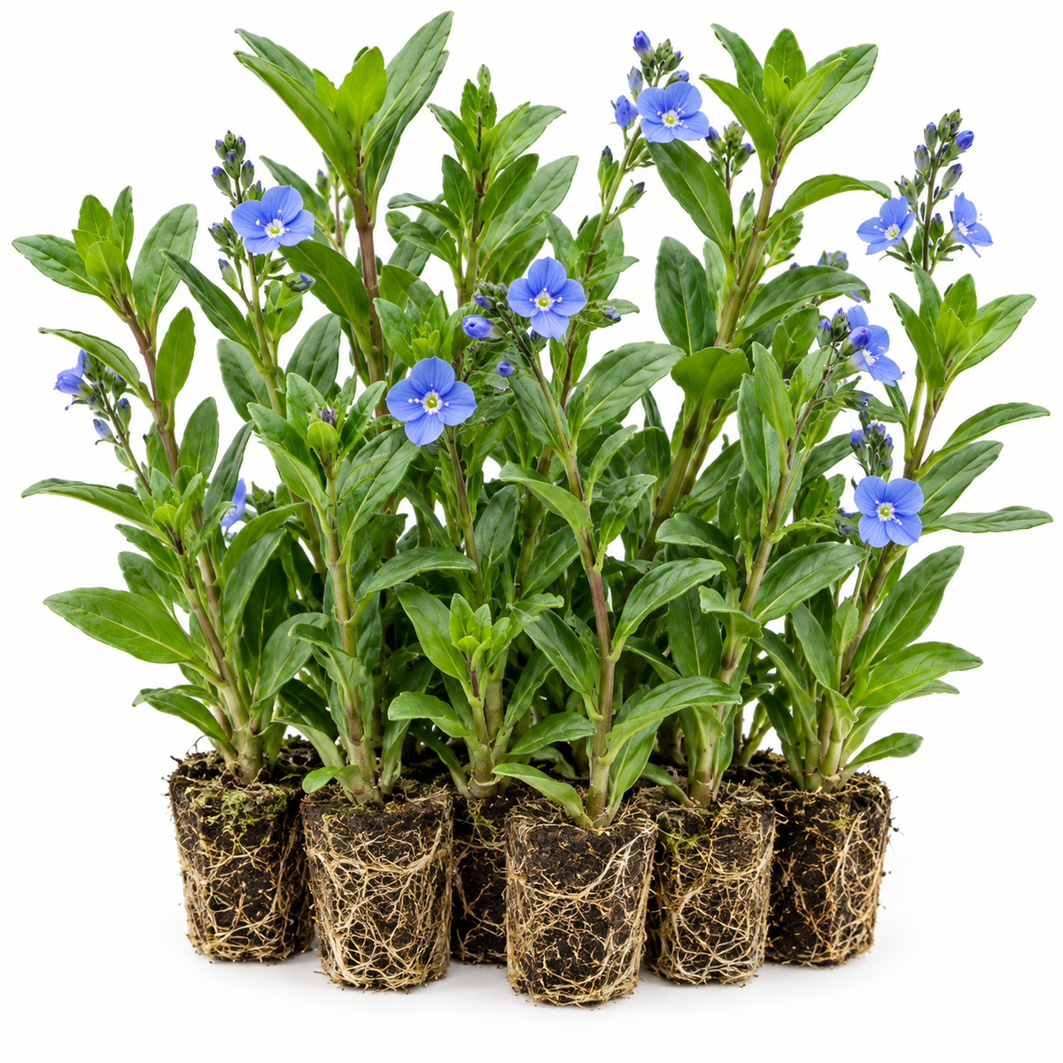Verónica Acuática - Veronica Beccabunga - 12 Plantas De Ribera Purificadoras_0