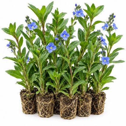Verónica Acuática - Veronica Beccabunga - 12 Plantas De Ribera Purificadoras_0