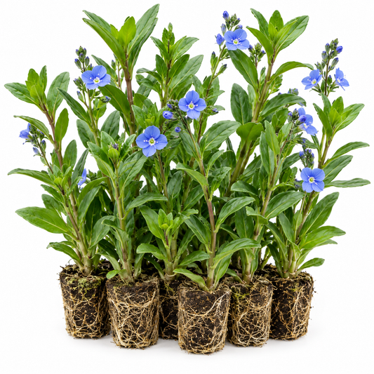 Verónica Acuática - Veronica Beccabunga - 12 Plantas De Ribera Purificadoras_0