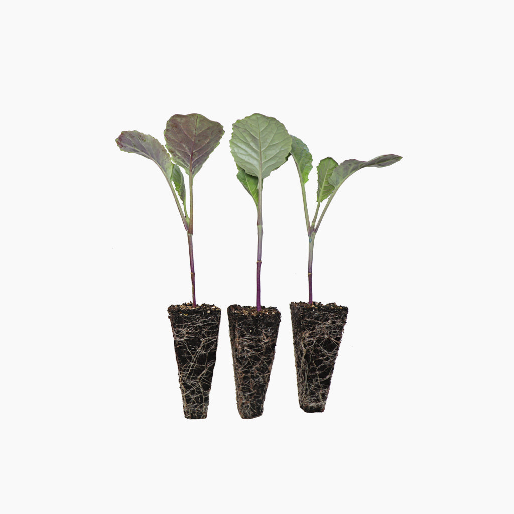 Plantón Coliflor Romanesco - Plantabo. 10 Unidades_0