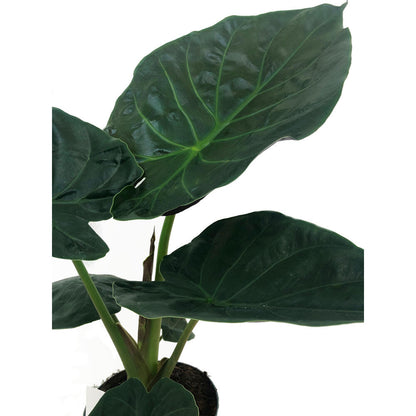 Alocasia Wentii M19 70cm_1