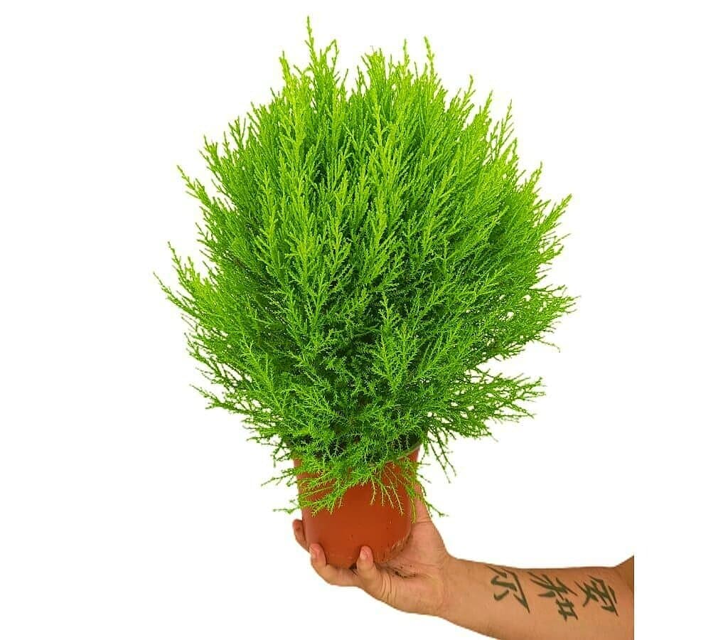 Cupressus Goldcrest Bola M14 40cm_0