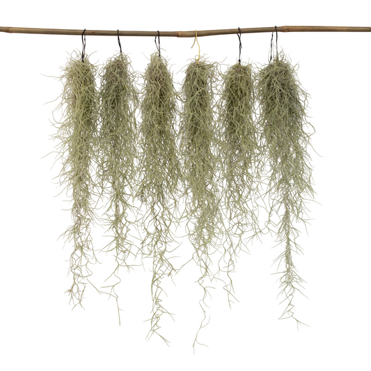 Claveles De Aire - 6 Pzs - Tillandsia Usneoides - Altura 25-40cm - ⌀5cm_0