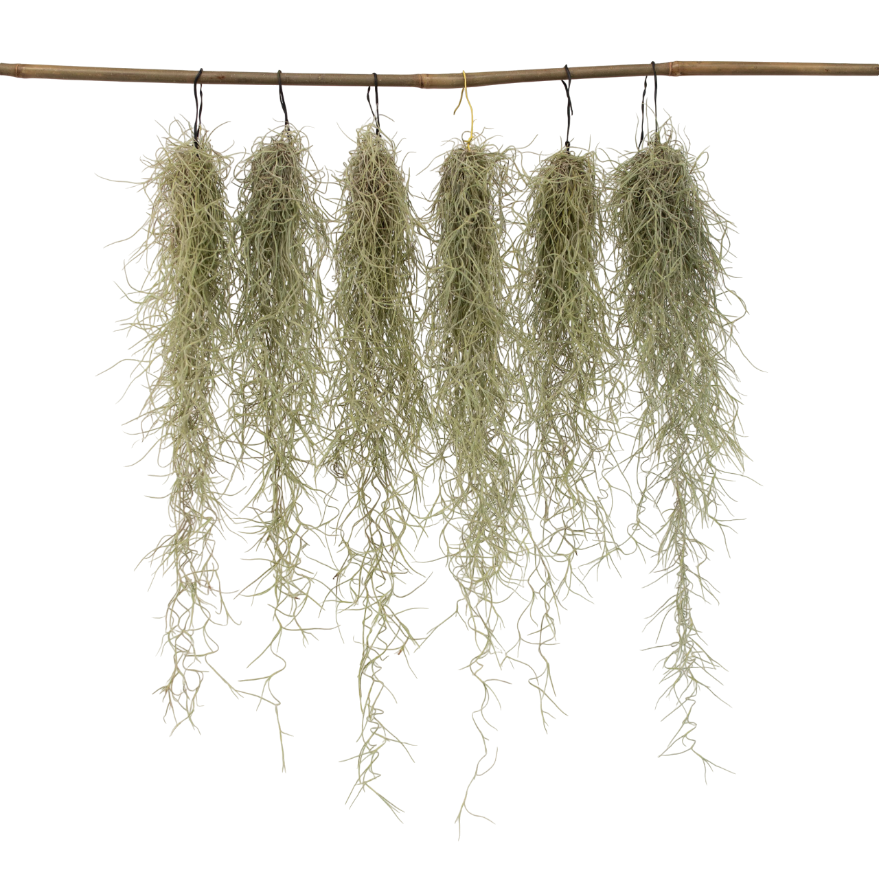Claveles De Aire - 6 Pzs - Tillandsia Usneoides - Altura 25-40cm - ⌀5cm_0