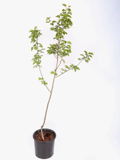 Frutal Albaricoquero Hueso Dulce- Planta Natural - Maceta 26cm - Altura Aprox. 120/150_1