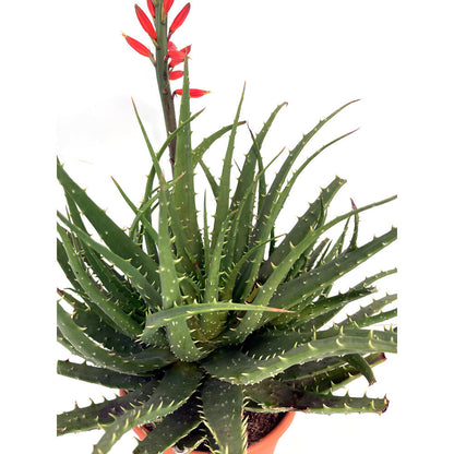 Aloe Spinosissima M24 90cm_2