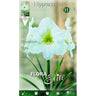 Bulbo Amarilis blanco 1 ud