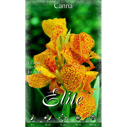 Bulbo Canna narnaja hoja verde 1 ud