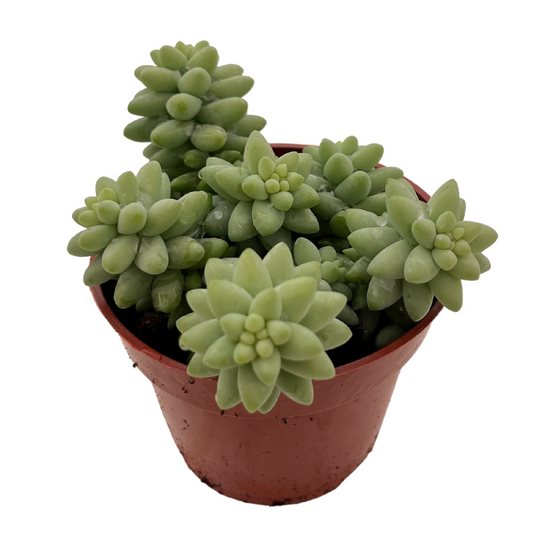 Sedum Burrito Planta Colgante Suculenta Para Decoración Interior_0