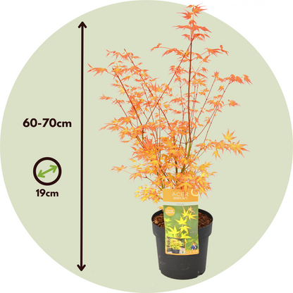 Arce Japonés - Acer Palmatum 'katsura' - Altura 60-70cm - ⌀19cm_2
