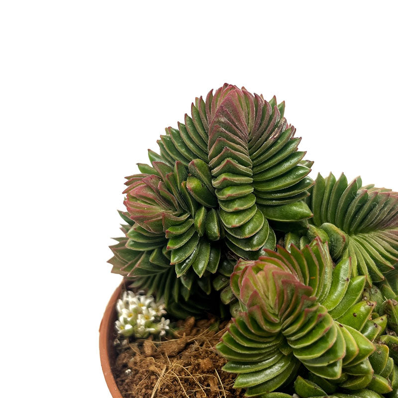 Crassula Starburst Cactus Y Suculentas M8,5 Ø