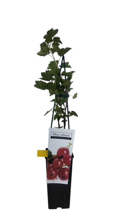 Frutal Grosella Rojo Maceta 70 CM_0