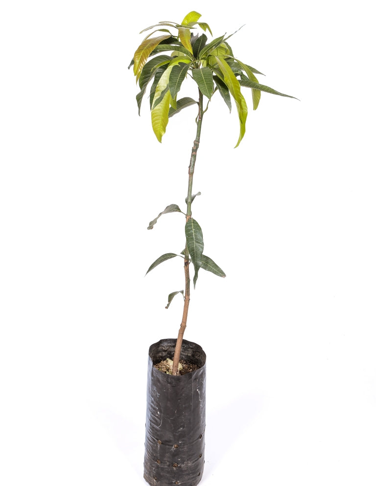 Mango Árbol - Maceta Tubo - Altura Total Aprox. 120/140cm._1