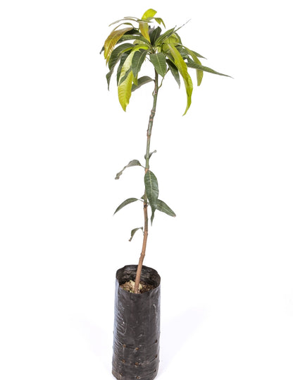 Mango Árbol - Maceta Tubo - Altura Total Aprox. 120/140cm._1