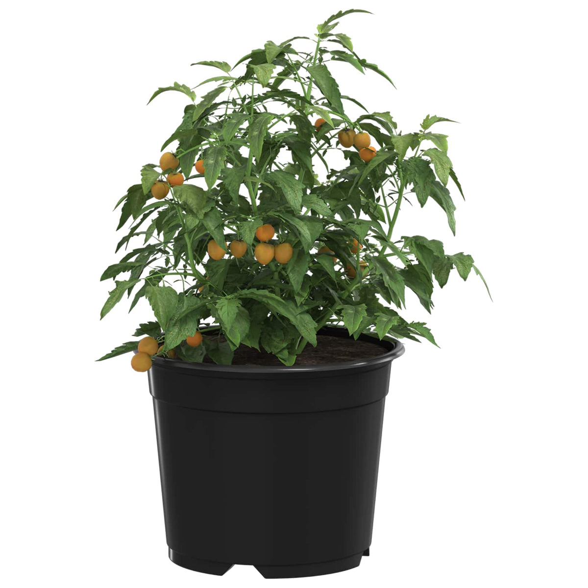 Maceta Redonda Para Flores 200 Uds. Negro Ø 10 X 8 Cm Plástico_2