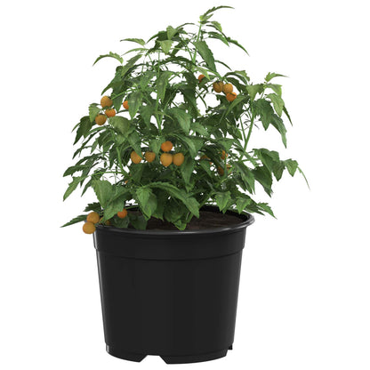 Maceta Redonda Para Flores 200 Uds. Negro Ø 10 X 8 Cm Plástico_2