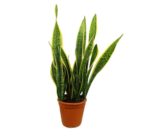 Sansevieria Laurentii M20 55-70cm (lengua De Suegra)_0