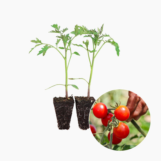 Plantón Tomate Cherry Redondo Rojo 6 Unidades - PlantaBo_0