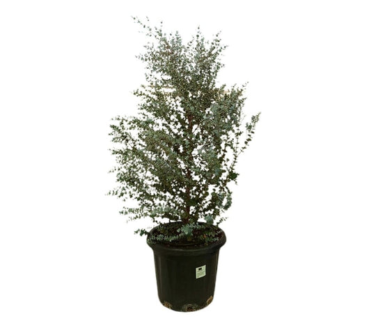Eucalyptus Gunnii M35 120-130cm_0