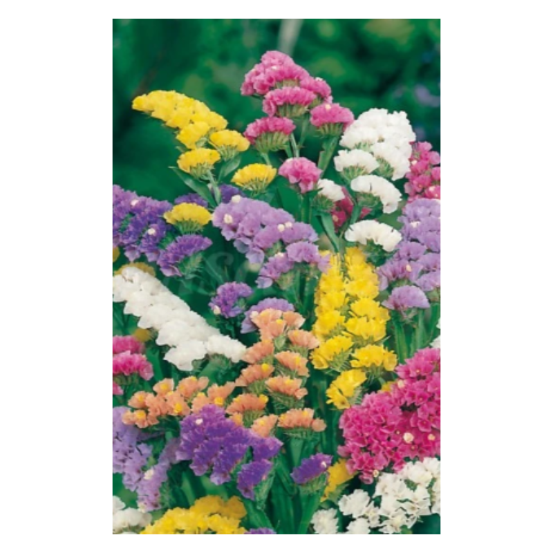 Semillas Estatice Variada