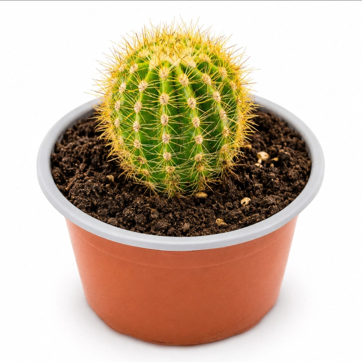 Cactus Echinopsis Oxygona (cactus Erizo Americano). Maceta Grande (17cm.)._1