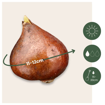 Bulbos De Tulipán - 60 Pzs - Tulipa 'flaming Beauty Mix' - Bulbos De Flores