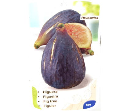 Higuera Brevera Negra M25 150cm